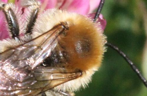 Eucera sp.